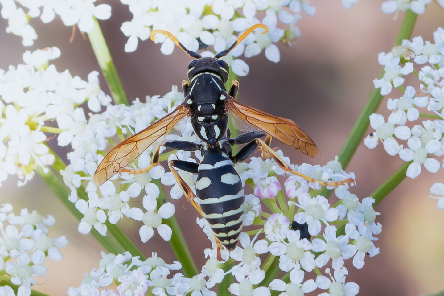 Vespidae: maschio di Polistes semenowi